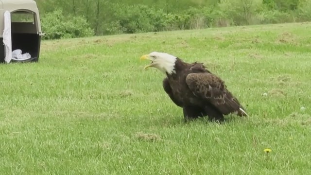 Rehabilitated bald eagle released back into the wild after falling ill due to lead poisoning