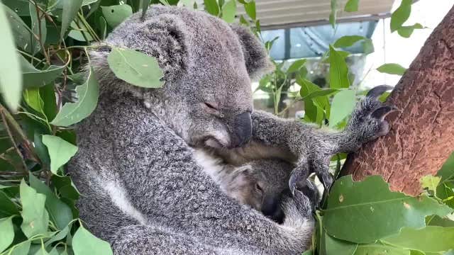 Baby koala at Sydney zoo emerges from mom’s pouch just ahead of Mother’s Day