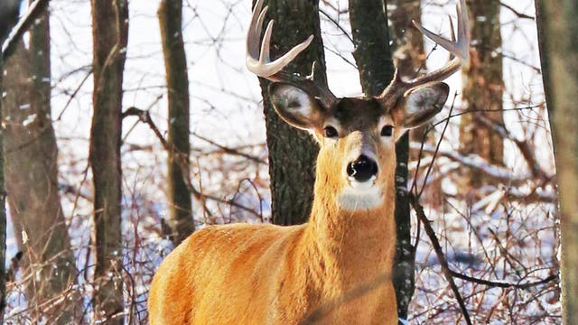 Pa. man sentenced to probation in deer torture case captured in viral video