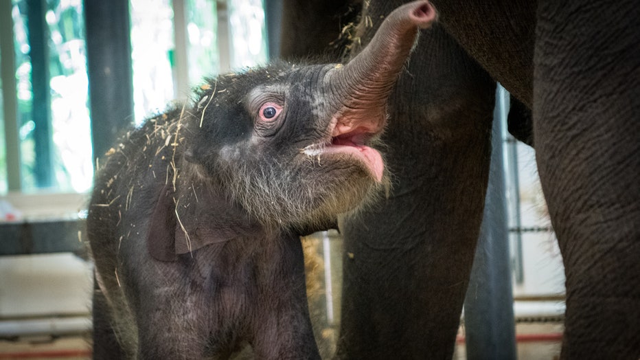 BabyElephant2020-0042-2855.jpg