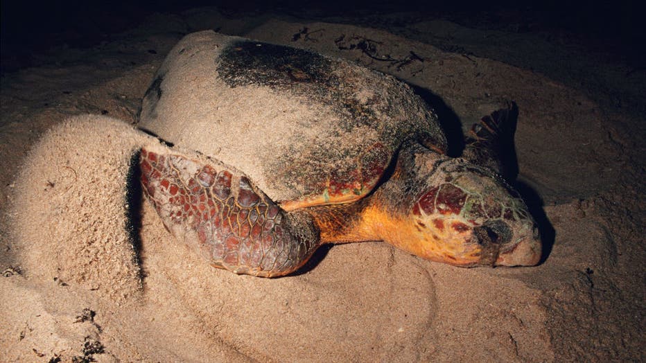 Loggerhead turtles