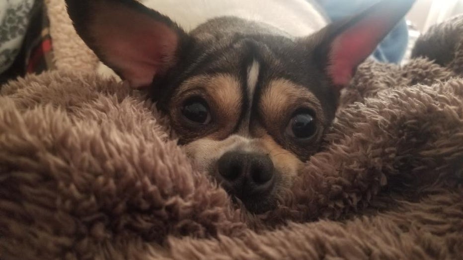 Disabled chihuahua sales for adoption