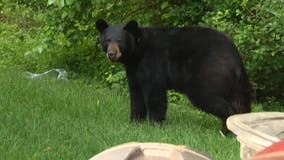 First segment of New Jersey's bear hunt off to wet start