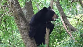 Black bear spotted in Bucks County as sightings continue across region