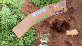 Australian zoo celebrates orangutan’s 50th birthday with snacks and giant banner