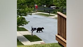 Black bear safely captured by game commission in Chester County