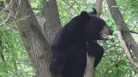 Bear spotted roaming in Winslow Township