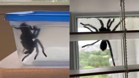 Massive spider found clinging to Texas home: 'I was terrified!'