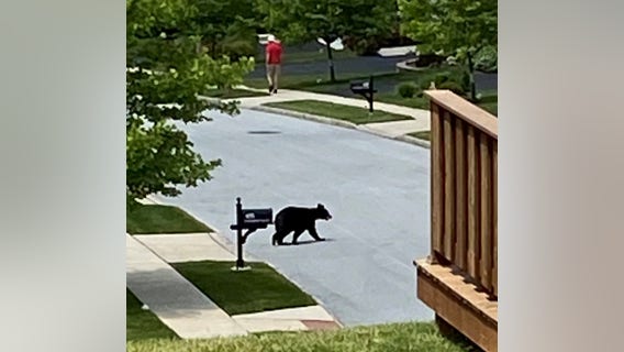 Black bear safely captured by game commission in Chester County