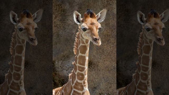 Philadelphia Zoo to reopen in July with limited visitor capacity, safety measures implemented