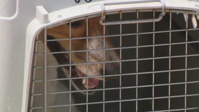 Non-profit rescues 100 dogs from overcrowded shelters in Louisiana to be put up for adoption