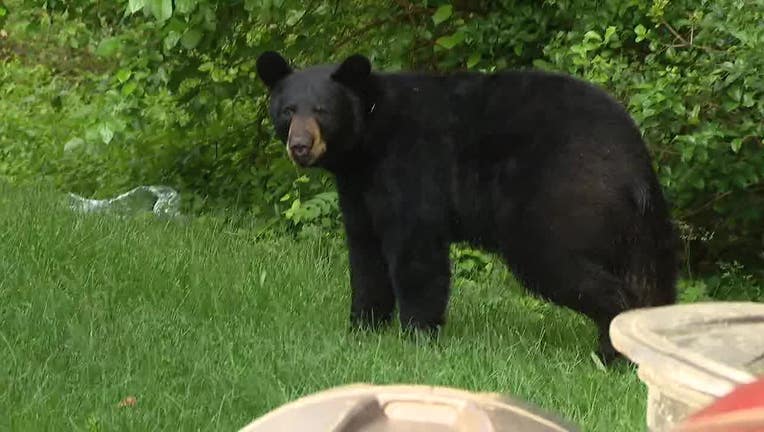 Black Bear in Deptford