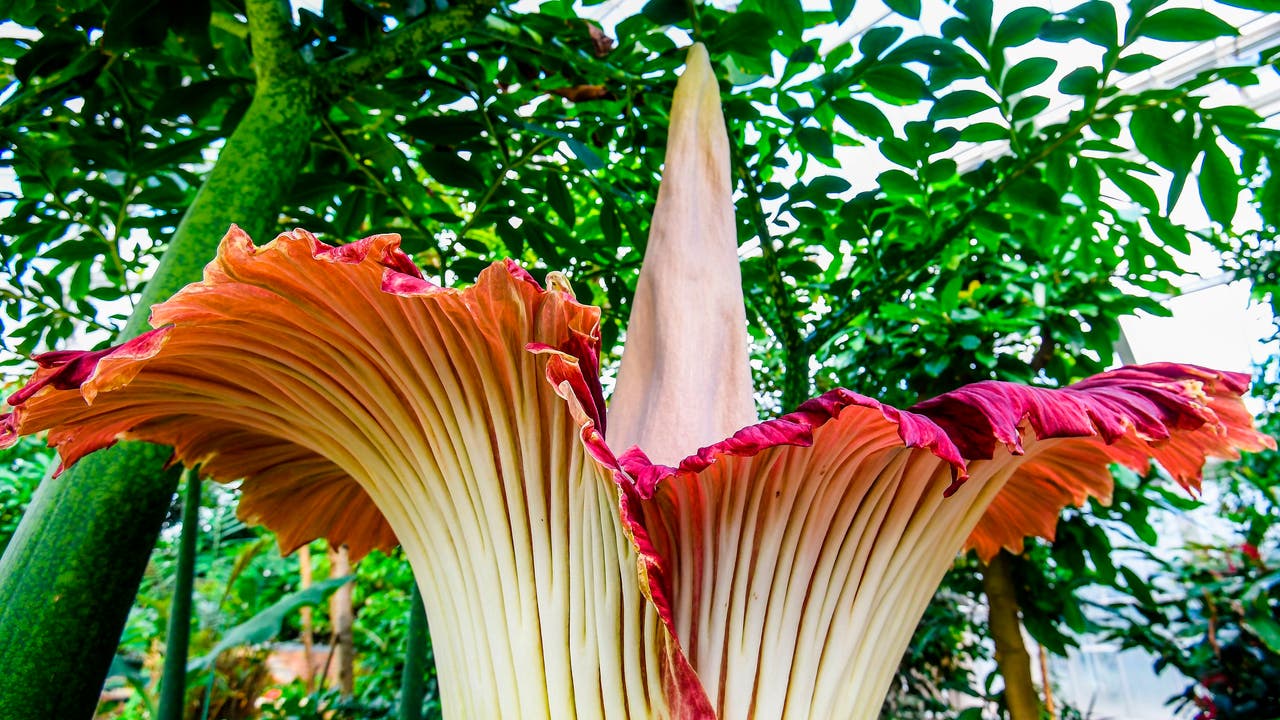 Smelly 'Corpse Flower' blooms at Longwood Gardens
