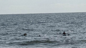 Deer rescued from ocean at New Jersey beach