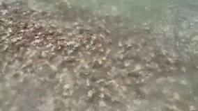 More than a thousand starfish wash up on South Carolina beaches