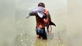 Fisherman in India accidentally catches endangered dolphin, carries it to safety