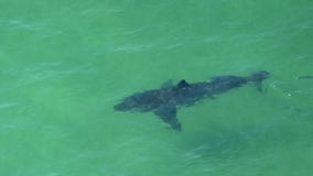 10-foot great white shark pings off coast of New Jersey
