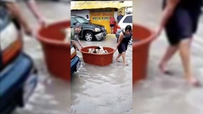 Couple rescues puppies after losing ‘everything’ to Hanna flooding in Mexico