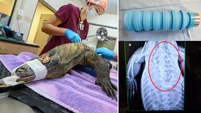 Komodo dragon undergoes emergency surgery after eating water bottle dropped into zoo enclosure