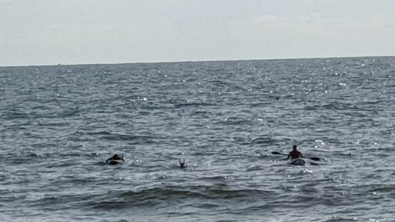 Deer rescued from ocean at New Jersey beach