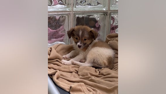 SPCA rescues 23 dogs, 7 cats from unsanitary living condition in Northampton County