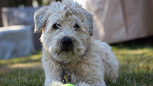 As summer heats up, vets issue hot pavement warnings to pet owners