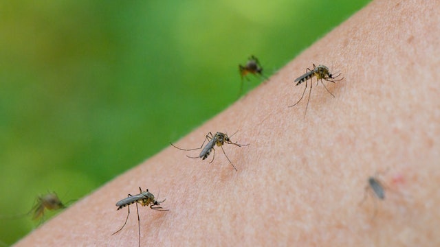 First COVID-19, now mosquitoes: Health officials brace for eastern equine encephalitis