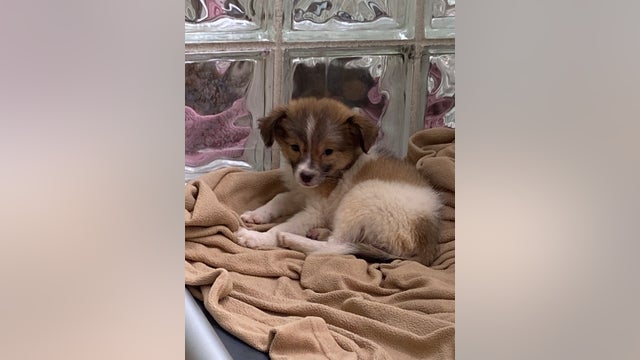 SPCA rescues 23 dogs, 7 cats from unsanitary living condition in Northampton County