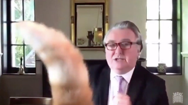 ‘Rojo, put your tail down’: Cat interrupts virtual parliament meeting