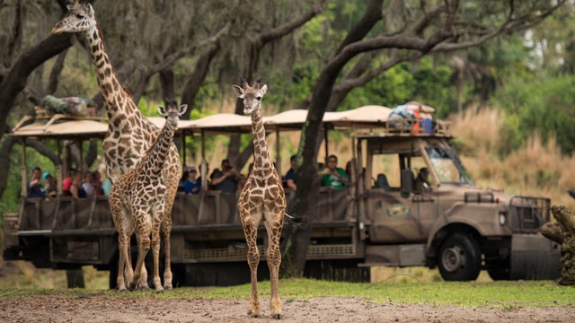 Disney World animals to star in new Disney+ TV show