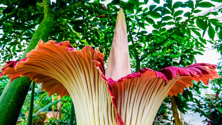 Smelly 'Corpse Flower' Blooms At Longwood Gardens | FOX 29 Philadelphia