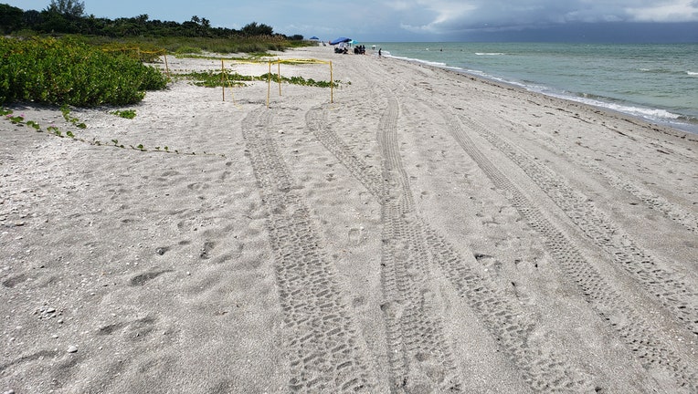 captiva-sea-turtle-nest-damage.jpg