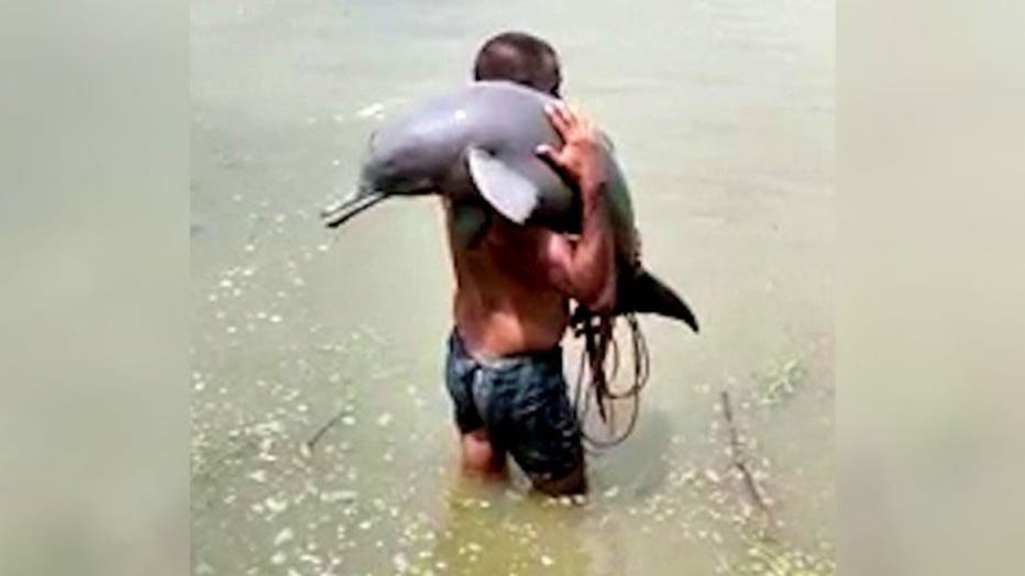 DOLPHIN-RESCUE.jpg