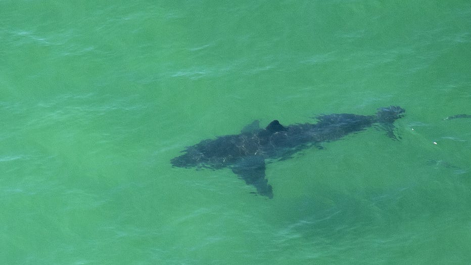 12-foot great white shark spotted swimming off Sea Isle City down Jersey  Shore - CBS New York