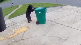 Smarter-than-average bear wheels garbage can back up man's driveway before tipping it over to enjoy spoils