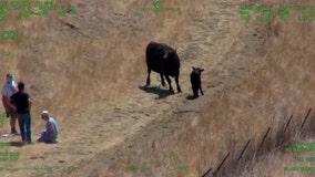 Injured seniors rescued by helicopter after being chased by a cow and its calf