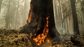 Ancient redwoods survive wildfire at California’s oldest state park