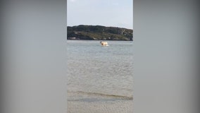 Bovine baffles beachgoers after it seemingly emerges from sea