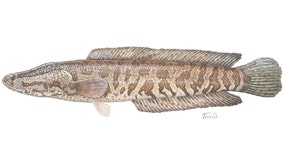 Invasive 'Frankenfish' spotted in Delaware River in Catskills