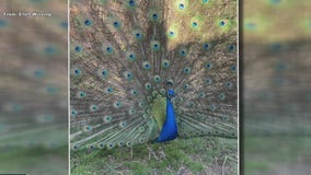 New Jersey woman searching for pet peacock