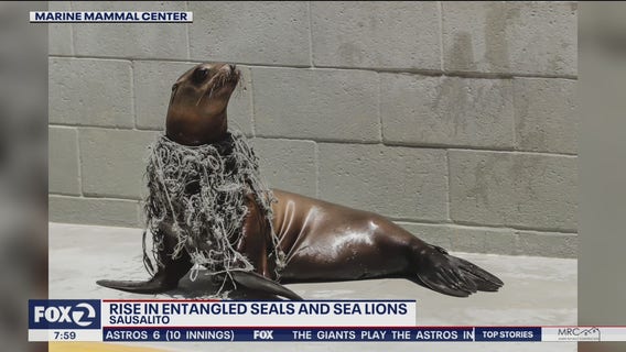 Seals and Guadalupe fur seals are getting entangled in fishing gear and plastic