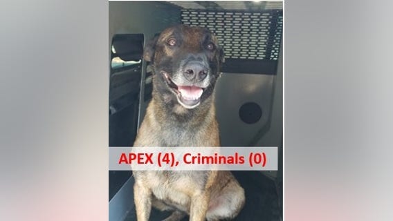 K-9 officer finds Georgia fugitive, car theft suspect under trash can