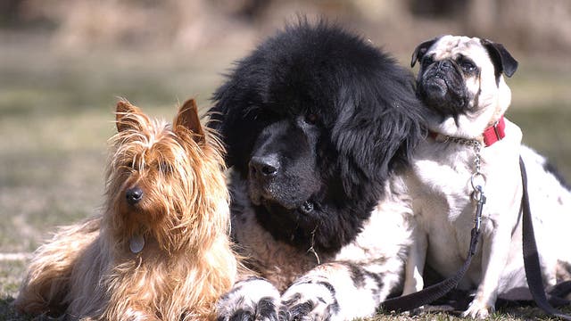 North Carolina dog diagnosed with COVID-19 dies