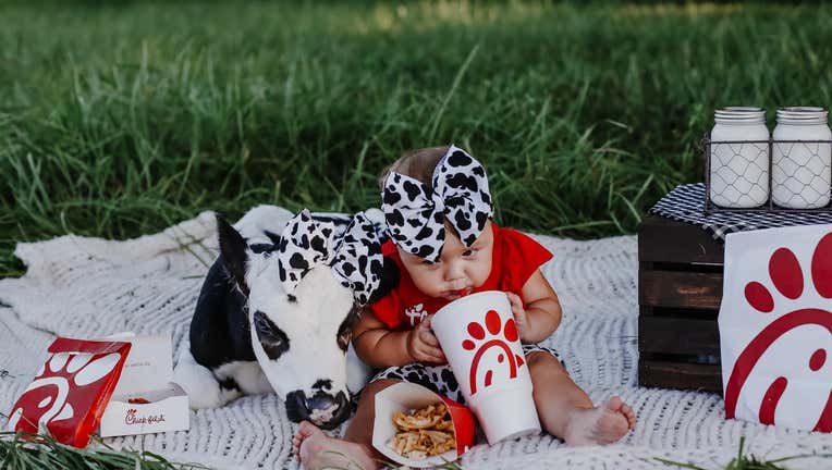 brae and bougie chick fil a cow photoshoot (2)