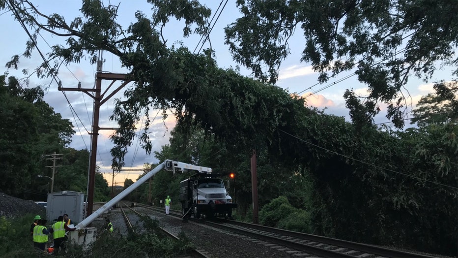 njtransitrees2