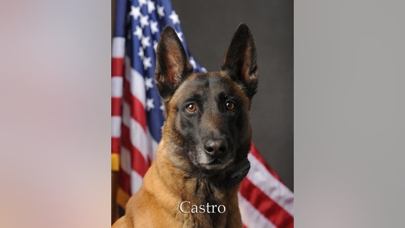 Scottsdale police K-9 Castro dies from brain tumor complications
