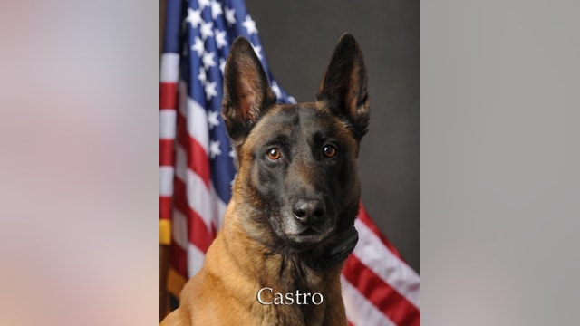 Scottsdale police K-9 Castro dies from brain tumor complications