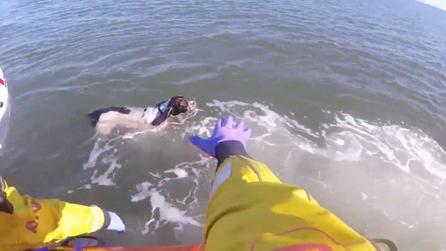 Lifeboat crew saves dog who swam out to sea to ‘chase seagulls’