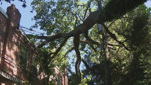 Upper Darby residents concerned with tree laying on house and dangerously close to power lines