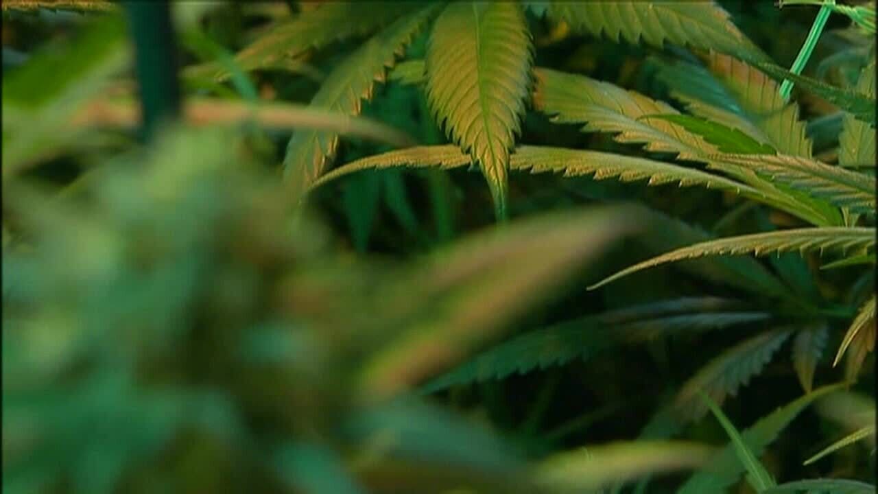 election could stoke us marijuana market sway congress fox news election chart